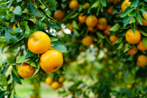 Sinaasappelboom in de tuin. Landbouwbedrijf van fruit