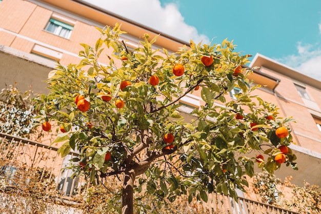 Sinaasappelboom in het historische centrum van pisa, gezellige oude straat van italië, sinaasappelen groeien aan een boom buiten hoge q