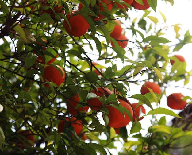 Sinaasappelboom op straat in Griekenlandgre