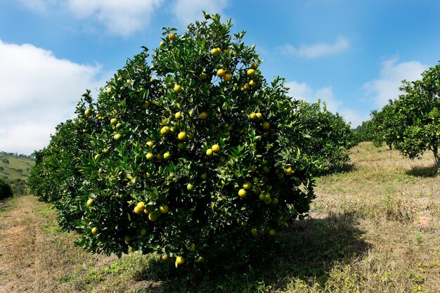 Sinaasappelboomgaard