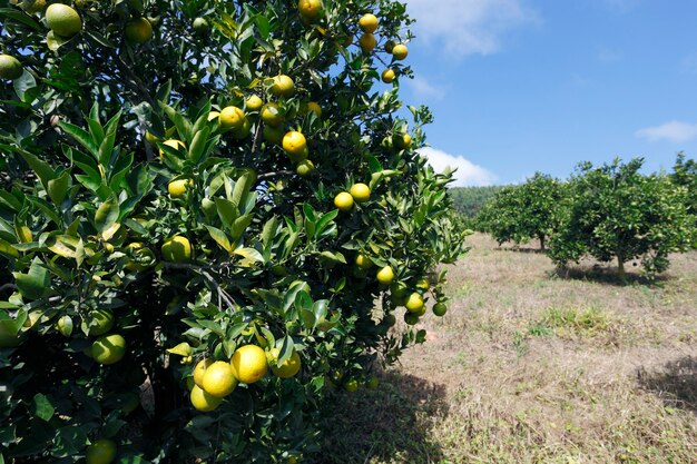 Sinaasappelboomgaard