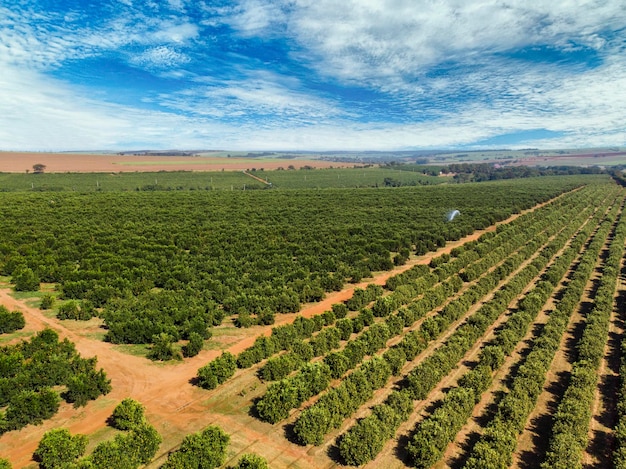 SinaasappelboomgaardPrachtige sinaasappelboomgaarden op het Braziliaanse platteland