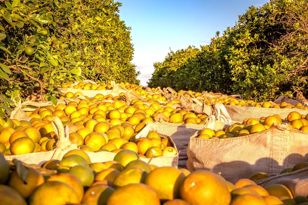 Sinaasappeloogst op een zonnige dag Brazilië's platteland