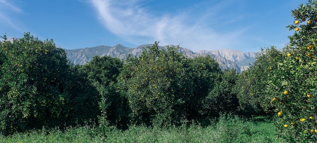 Sinaasappelplantage met rijpend fruit tegen de achtergrond van bergen