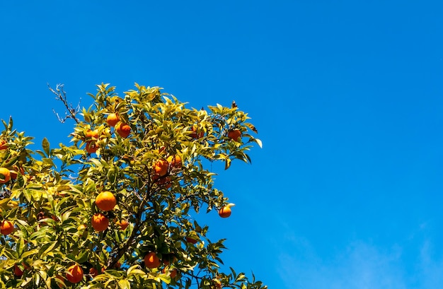 Sinaasappels aan de boom in de lente