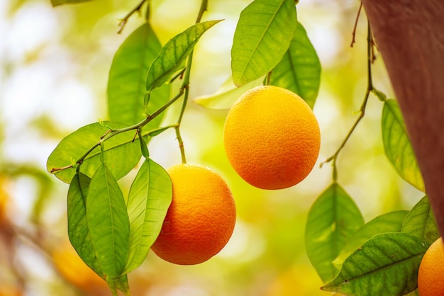 Sinaasappeltuin met fruit