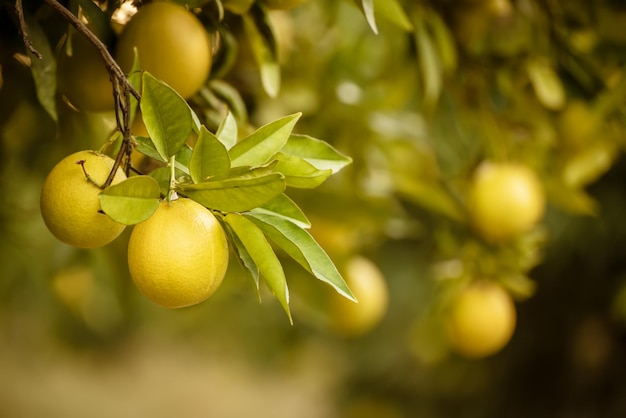 Sinaasappeltuin met fruit