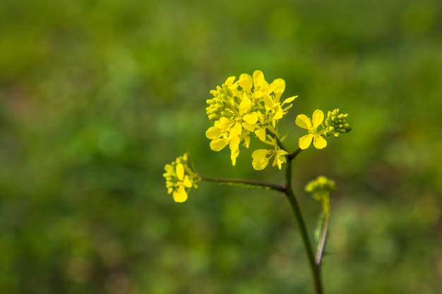 Sinapis arvensis Turkish name: Mustard grass close-up, beauty of spring. Yellow mustard herbs.