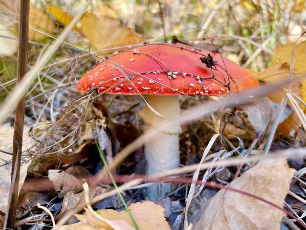 Sinek Agaric mushroom in autumn grass forest closeup macro photo