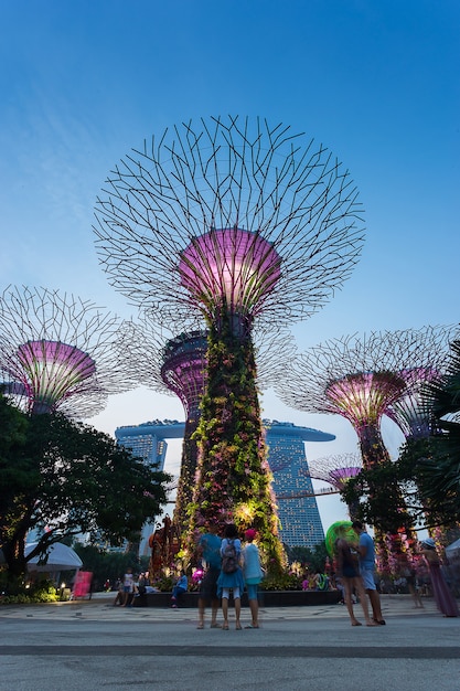 Foto singapore - 28 augustus 2016: supertrees bij gardens by the bay.