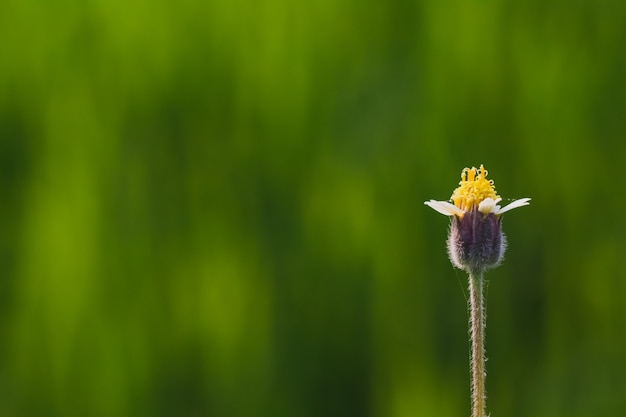 Singapore daisy is not blooming