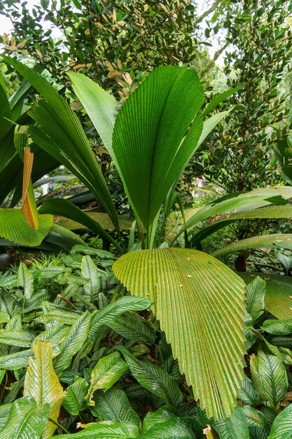 Photo singapore gardens