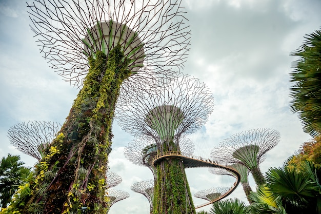 Photo singapore supertrees in garden by the bay