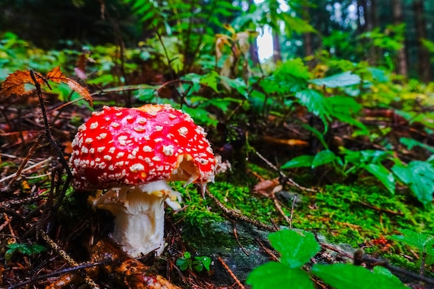 Singel prachtige vliegenzwampaddestoel in groen bos