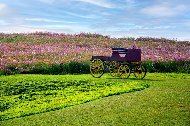 Singha Park Green meadow and cosmos flower with cloud sky in Singha Park garden Chiang Rai Thailand.