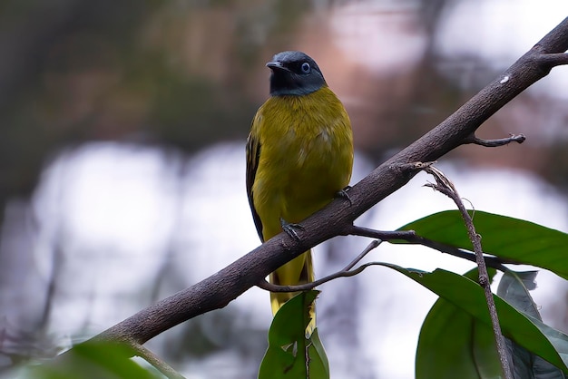 写真 木の枝に座って歌う鳥