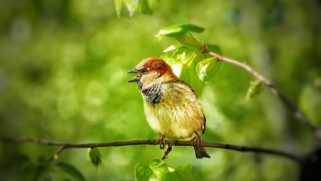 Singing sparrow