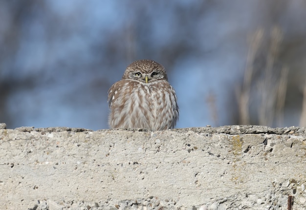 A single adult little owl sits and slumbers on a concrete wall