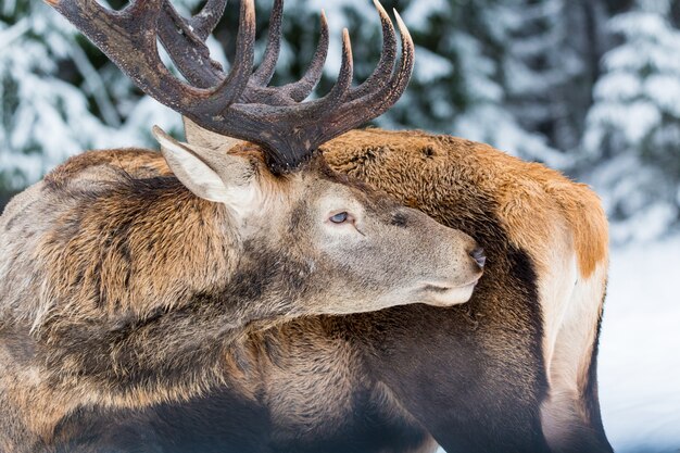 Foto cervo nobile adulto singolo con grandi belle corna che leccano pelliccia sulla foresta di inverno