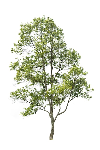 Un unico albero vivo sullo sfondo bianco ritaglio di piante e concetto di natura per il design