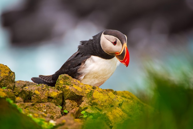 Single Atlantic puffin bird standing on the rock over the sea. Animal outdoor background