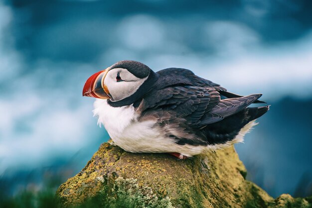 Single atlantic puffin