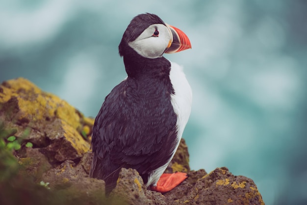 Single atlantic puffin