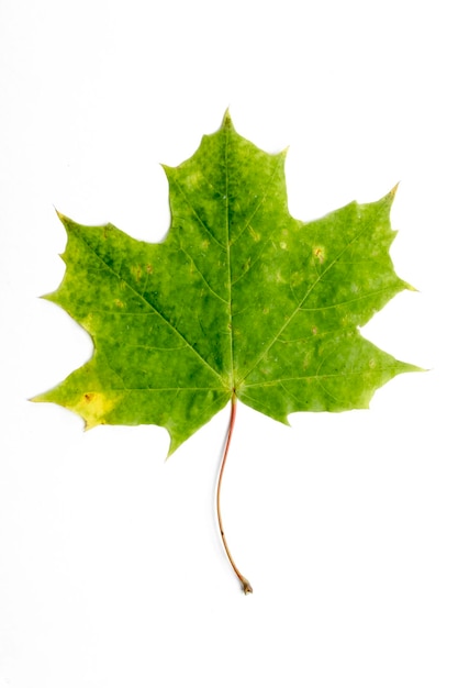 Single autumn leaf isolated