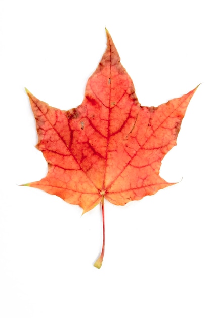 Photo single autumn leaf isolated