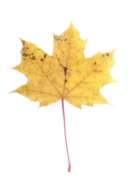 Single autumn leaf isolated