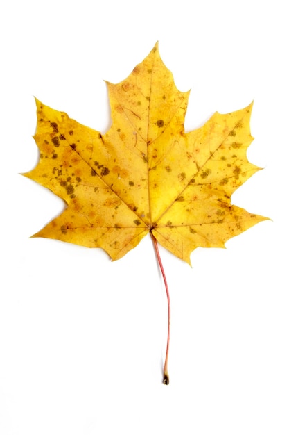 Single autumn leaf isolated