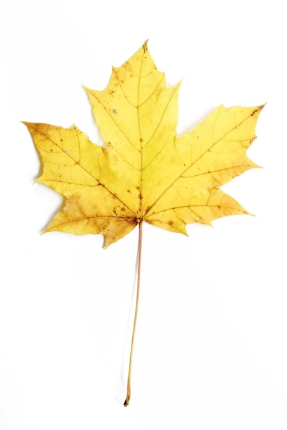 Single autumn leaf isolated