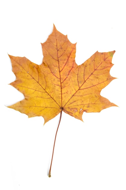 Single autumn leaf isolated