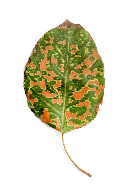 Single autumn leaf isolated