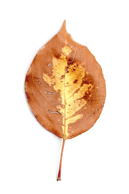 Single autumn leaf isolated