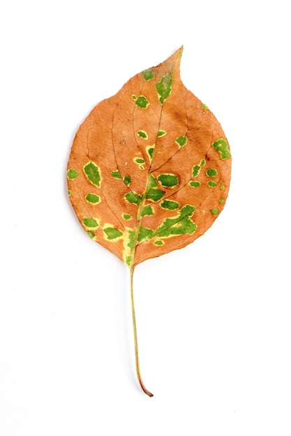 Single autumn leaf isolated