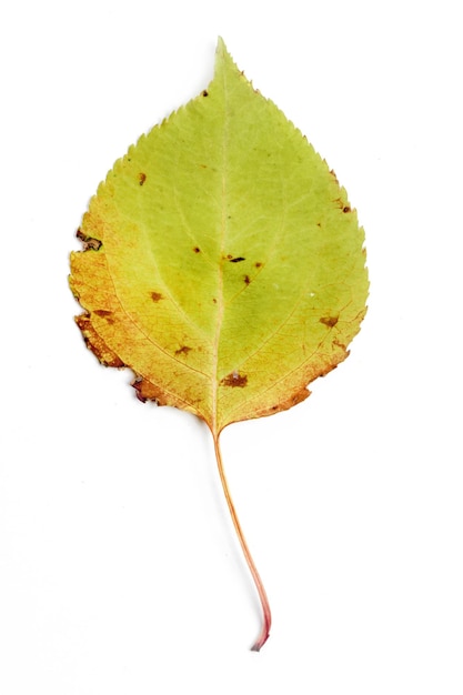 Single autumn leaf isolated