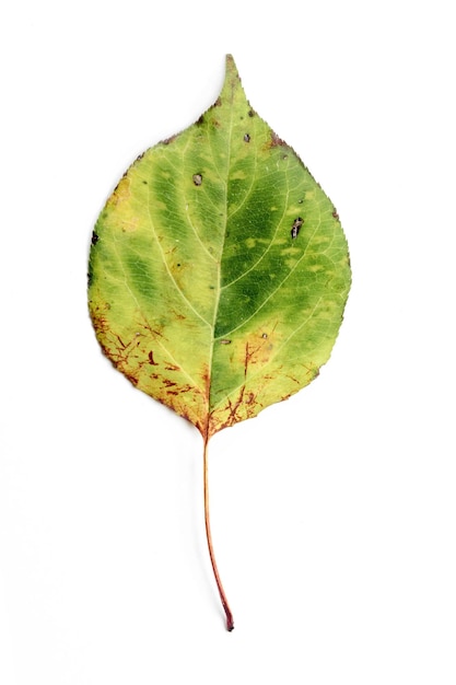 Single autumn leaf isolated