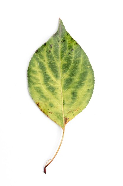 Single autumn leaf isolated
