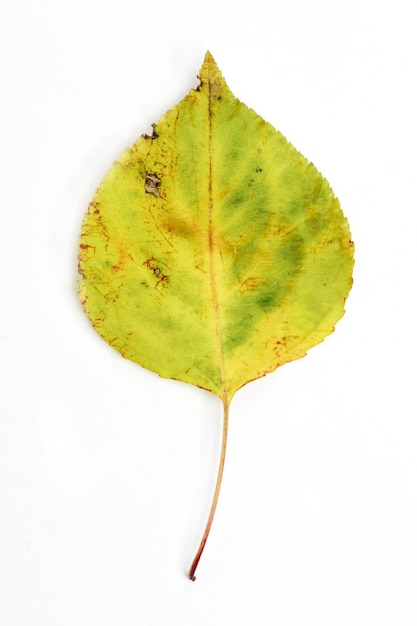 Single autumn leaf isolated