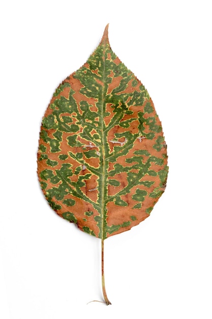 Single autumn leaf isolated