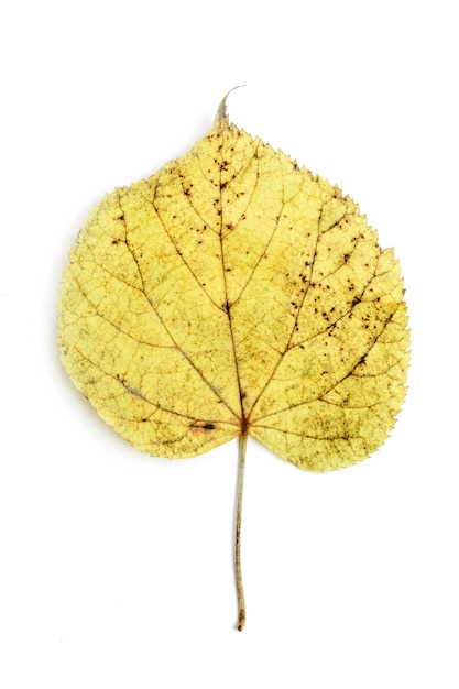 Single autumn leaf isolated