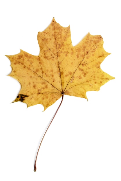 Single autumn leaf isolated