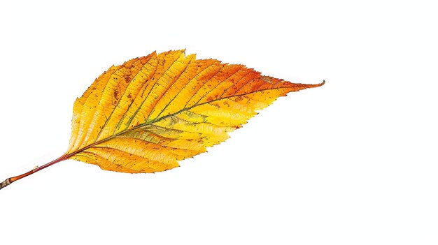 Photo a single autumn leaf in varying shades of yellow and orange sits on a white background the leaf has a serrated edge and is slightly curled