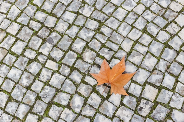 Single autumn maple leaf lying on the stone pavement.