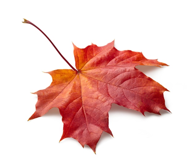 Single autumn maple leaf on white background with shadows clipping path for isolation without shadows on white