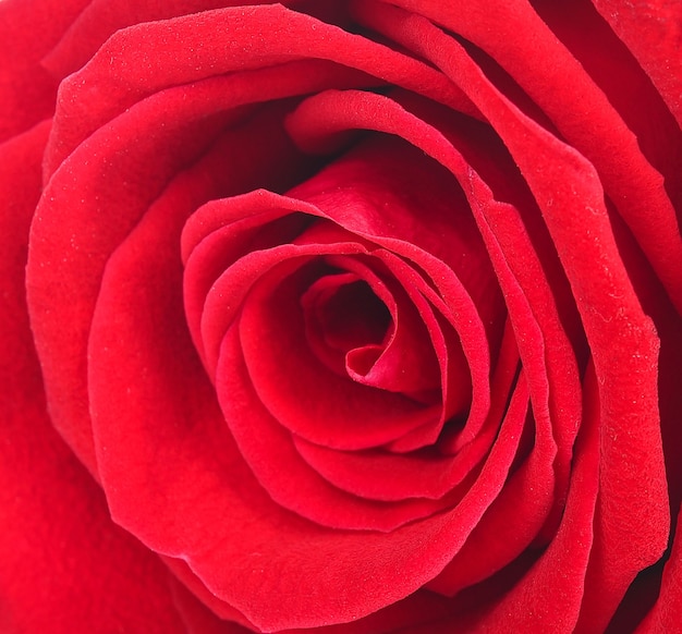 Single beautiful red Rose background.