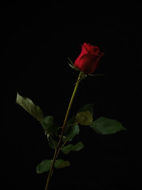 Single beautiful red rose isolated on black background