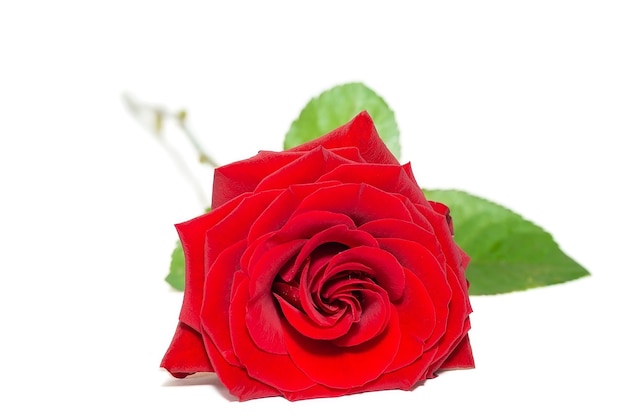 Single beautiful red rose isolated on white surface