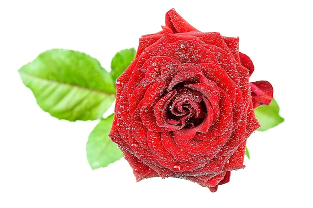 Single beautiful red rose isolated on white surface